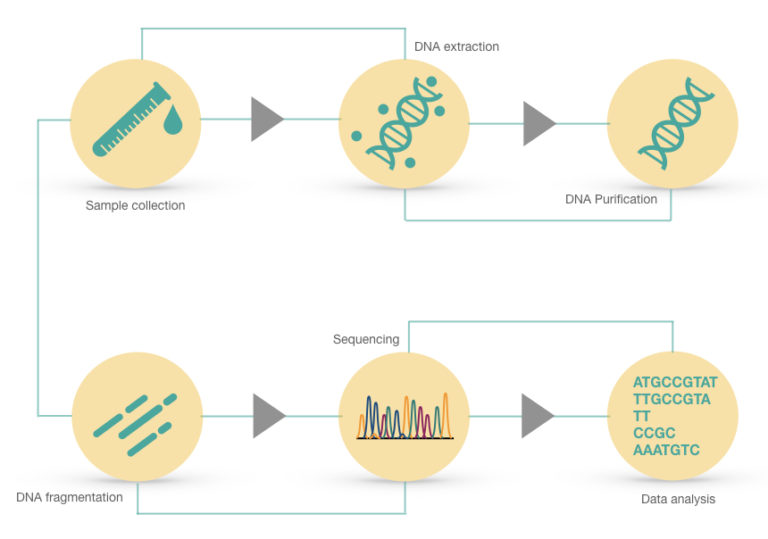What is Genome Sequencing? 3 Best Genome Sequencing Methods
