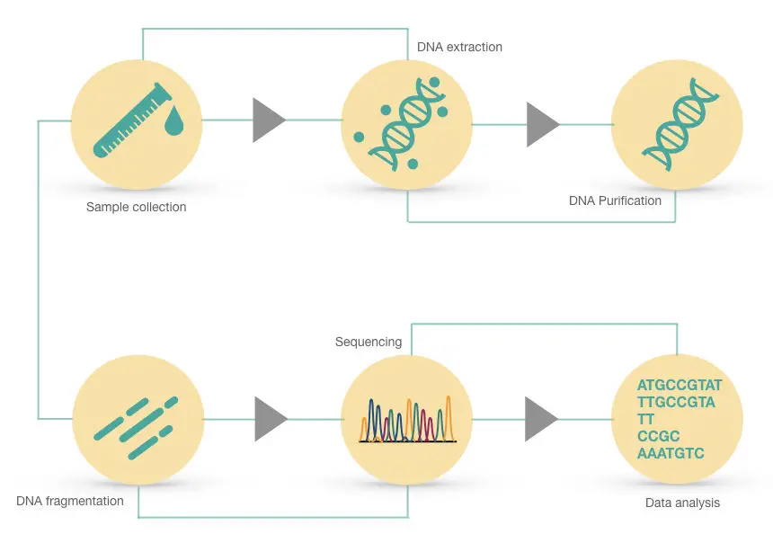 Illustration of steps in genome sequencing.