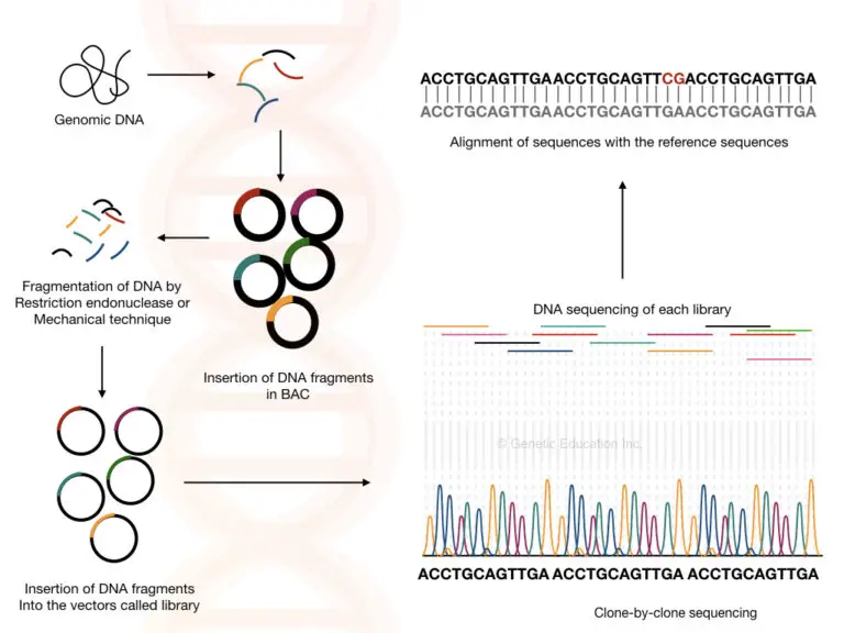 What is Genome Sequencing?- 3 Best Genome Sequencing Methods