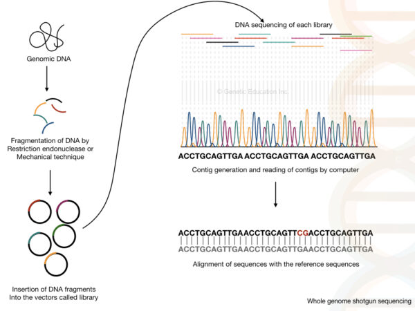 Methods Of Genome Sequencing .003 600x450 