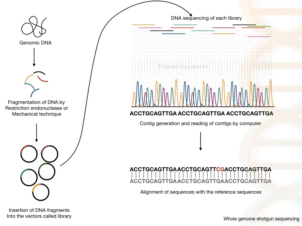 graphical representation of the shotgun sequencing method