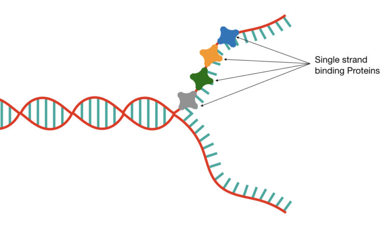 Single-Stranded Binding Protein (SSB): Structure And Function