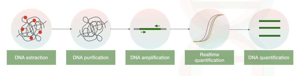 Graphical illustration of the process of realtime PCR.