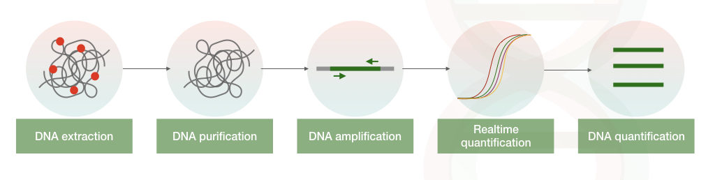 The illustration of DNA quantification starting from DNA extraction.