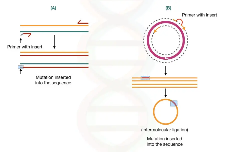 The illustration of site-directed mutagenesis using A) conventional PCR method and B) inverse PCR method. 