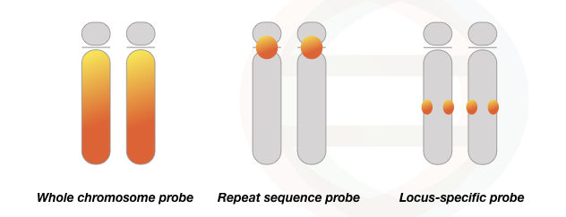 The pictorial illustration of whole chromosome probe, repeat sequence probe and locus-specific probe used in FISH.