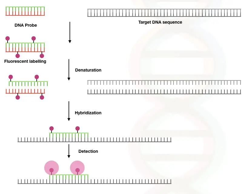 Illustration of the denaturation, hybridization and detection process of fluorescence in situ hybridization. 