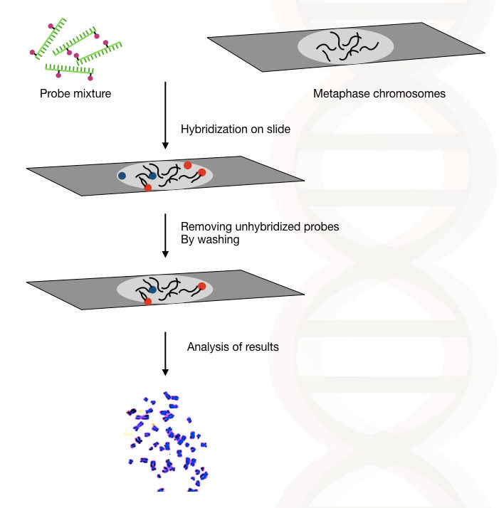 Illustration of the complete process of fluorescence in situ hybridization.