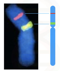 A Brief Introduction to (FISH) Fluorescence In Situ Hybridization