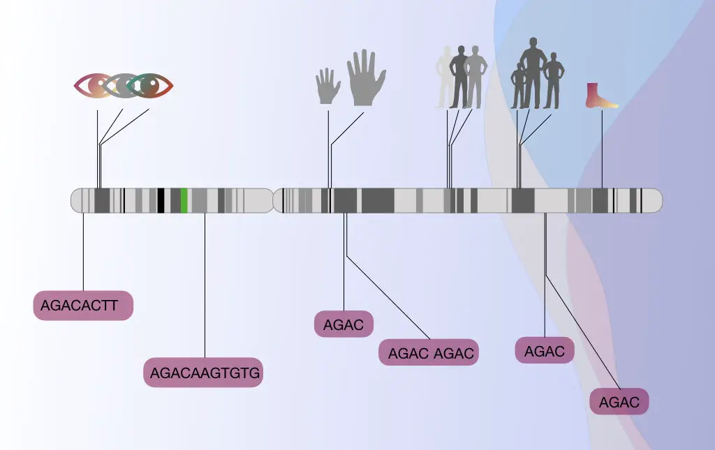 A Brief Introduction To Gene Mapping 