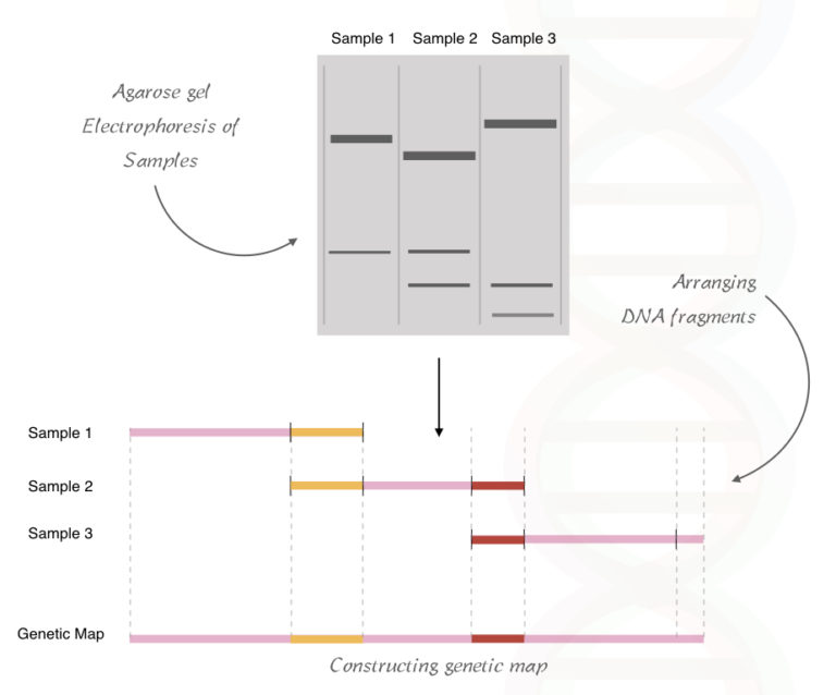 gene mapping essay