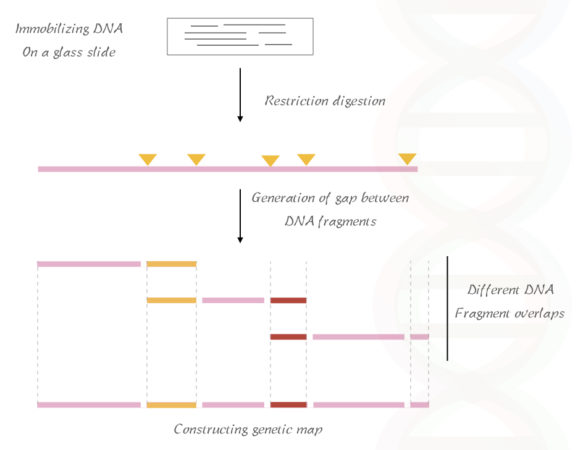 research on gene mapping