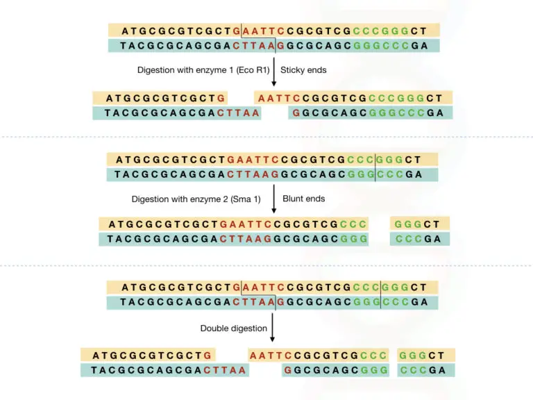 gene mapping essay