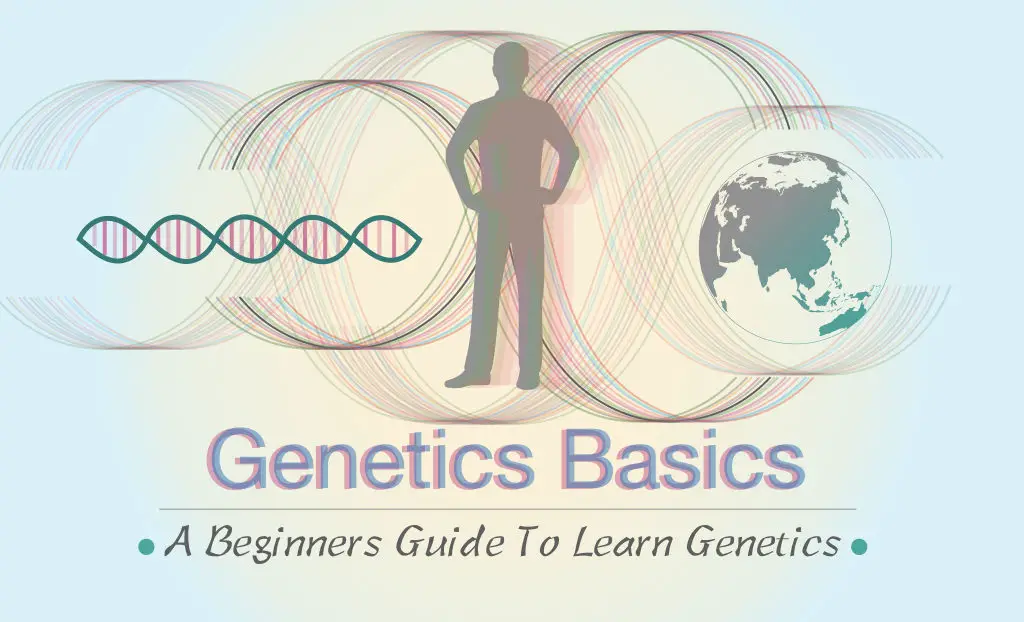 Genetics Basics: A Beginners Guide To Learn Genetics