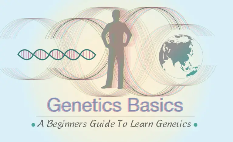 Genetics Basics A Beginners Guide To Learn Genetics 4859