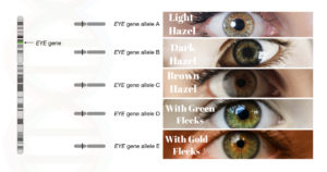 Genetics Basics: A Beginners Guide To Learn Genetics