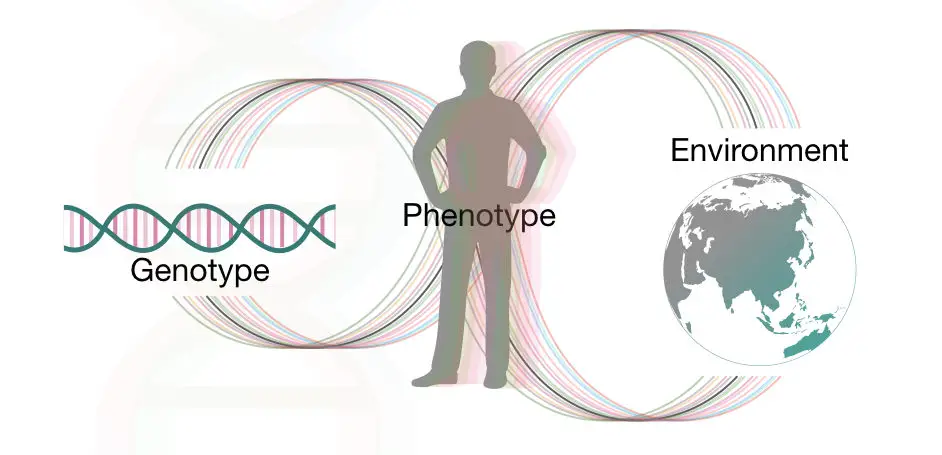 The interaction between gene and environment creates different phenotypes.