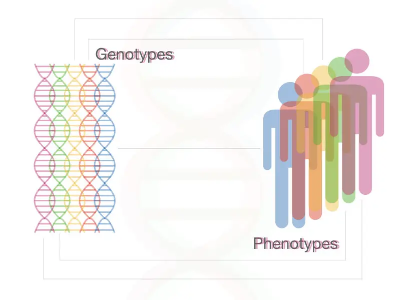 The explanation of genotype and phenotype