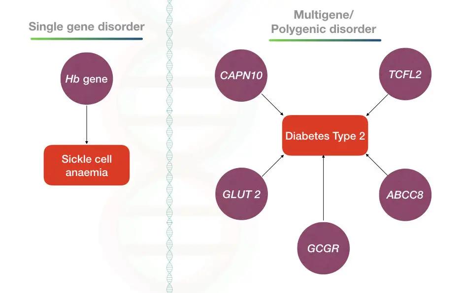 The explanation of single gene disorders and polygenic disorders