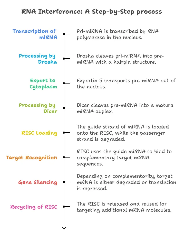 The complete step-by-step process of RNA interference.
