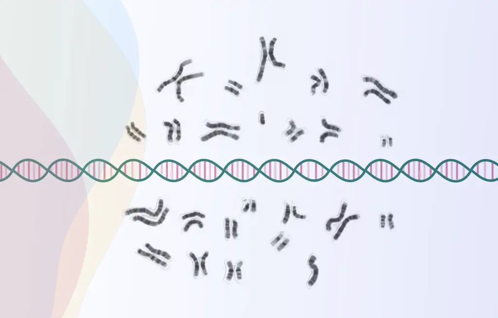 Common Faqs Chromosome Test