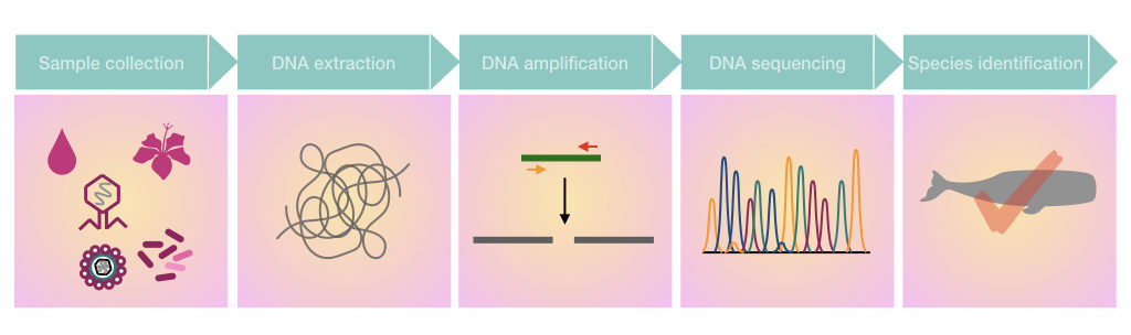 Pictorial illustration of the process of environmental DNA analysis.