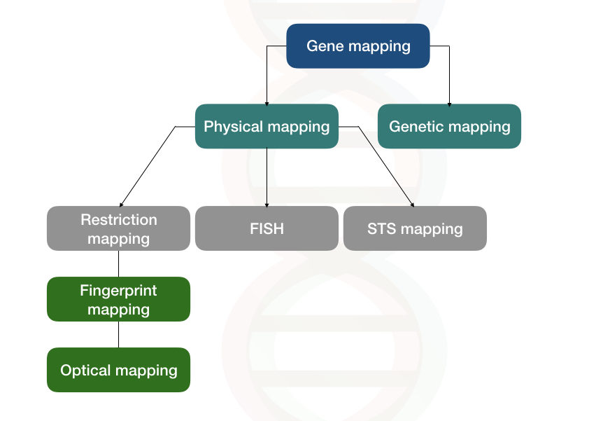 write an essay on gene mapping
