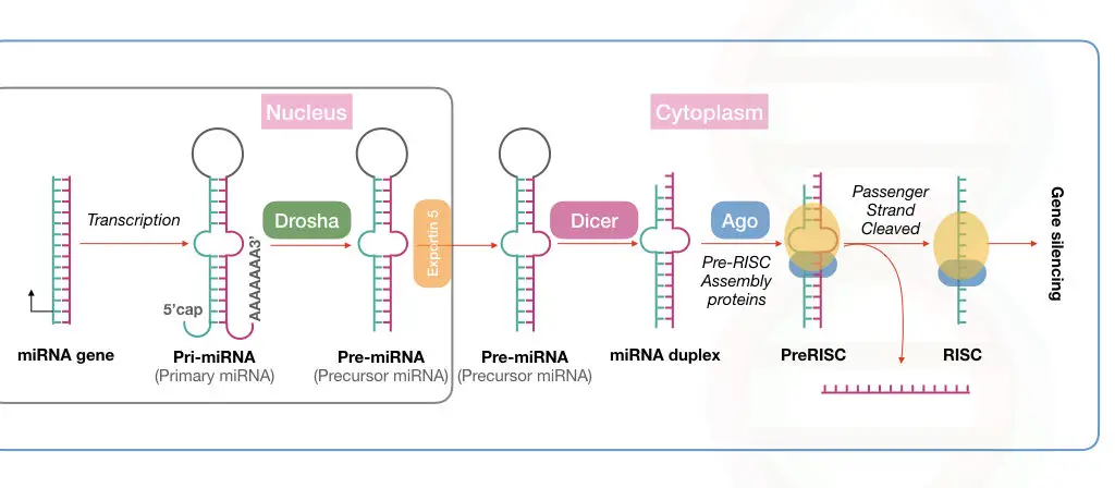 The mechanism of miRNA maturation. 