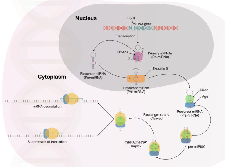 RNA Interference (RNAi): A Process Of Gene Silencing