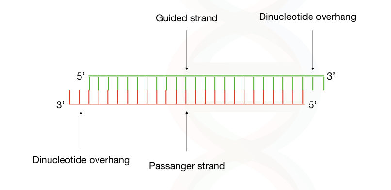 The structure of siRNA having a guided strand, passanger strand and the dinucleotide overhang at the 3 end. 