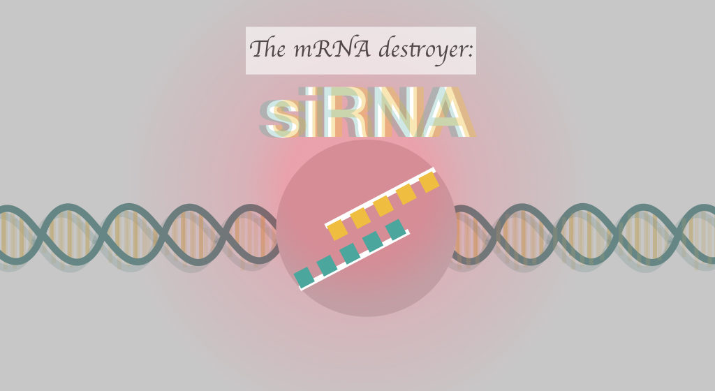 siRNA (Small Interfering RNA): Structure And Function