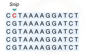 Genetic Markers: RFLP, RAPD, AFLP, ISSR, STR, SCAR, EST, SSR And SNP