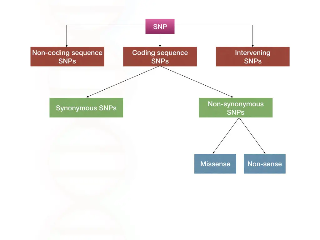 Classification of single nucleotide polymorphism.