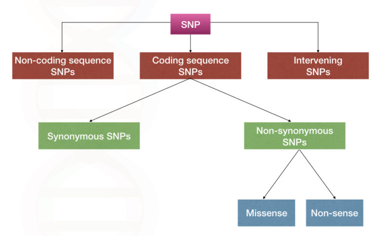 An Introduction To Single Nucleotide Polymorphism (SNP)