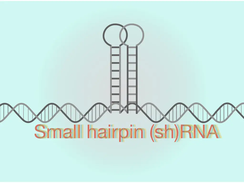 What Is shRNA (Short-hairpin RNA)?  