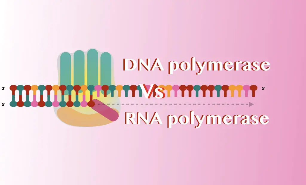 rna polymerase