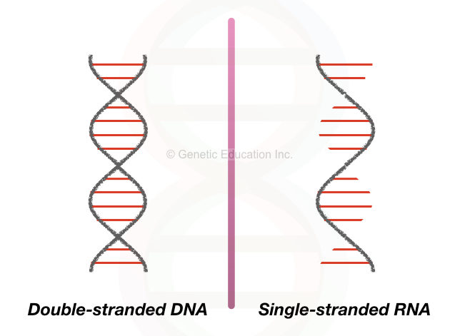 Dna Vs Rna Differences And Similarities