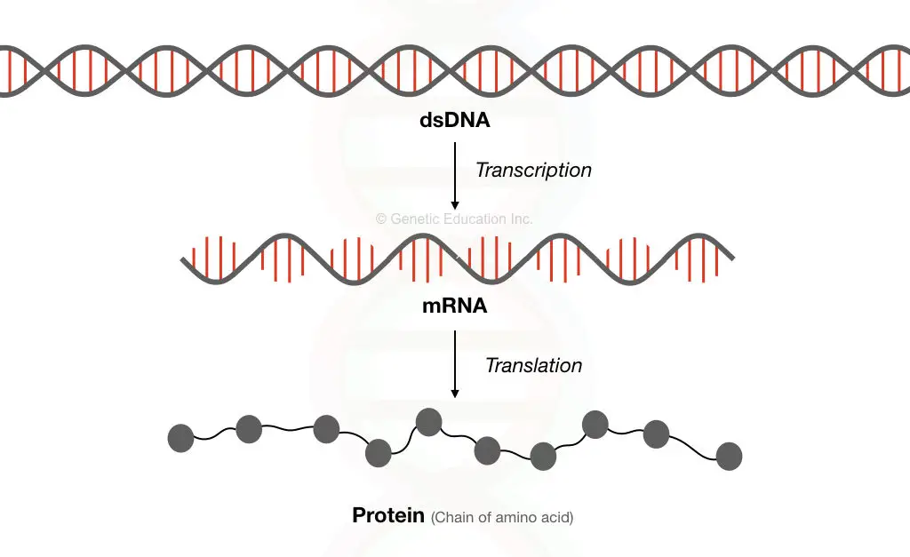 Graphical illustration of the process of transcription and translation.