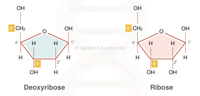 Deoxyribose and ribose in DNA and RNA, respectively.