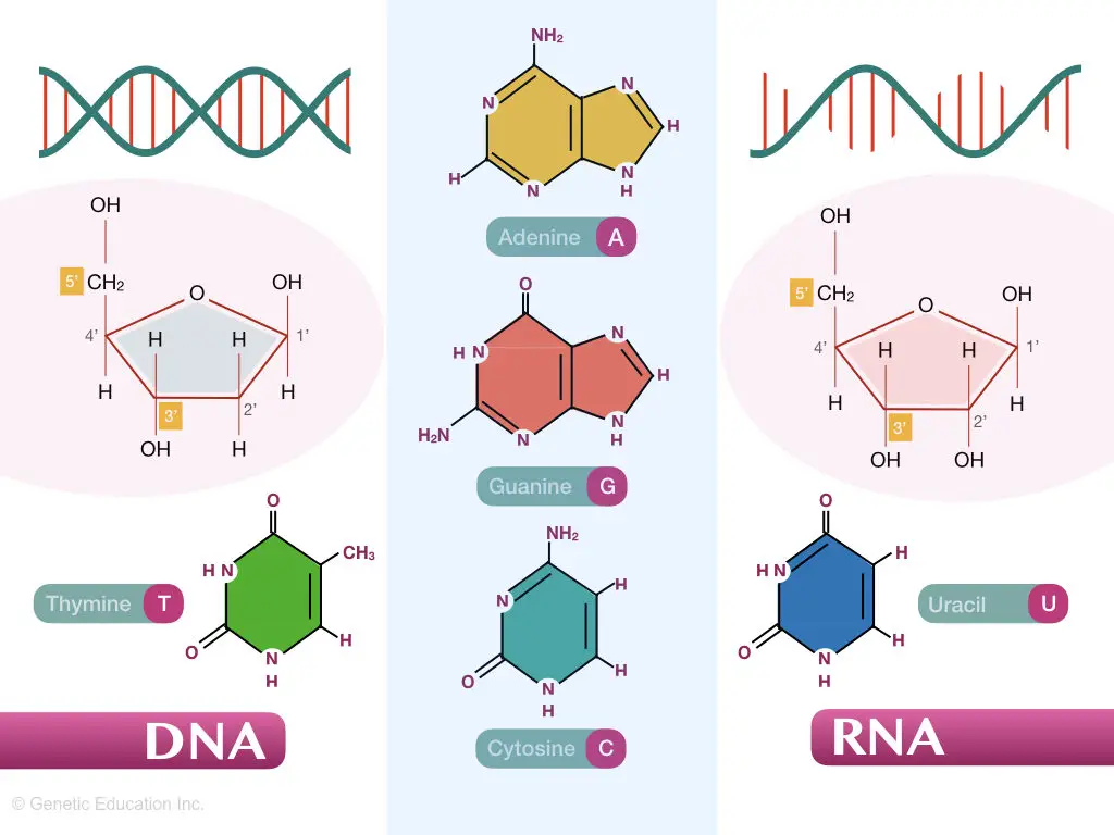 Differences between DNA and RNA.