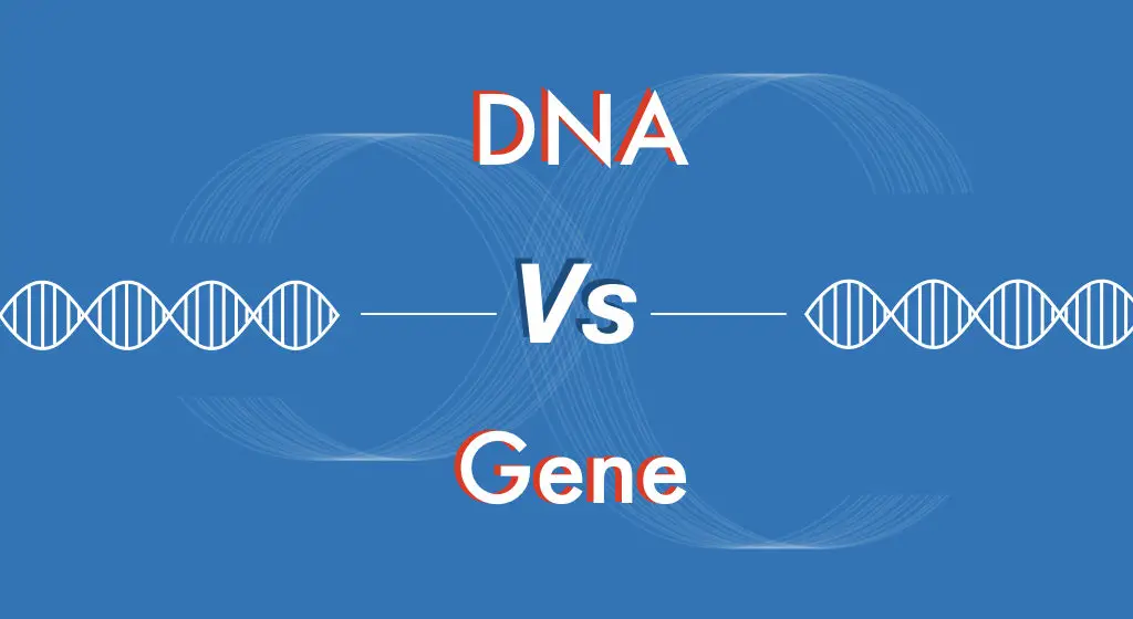 DNA vs Gene: A Comparison For Beginners 