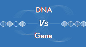 DNA vs Gene: A Comparison For Beginners