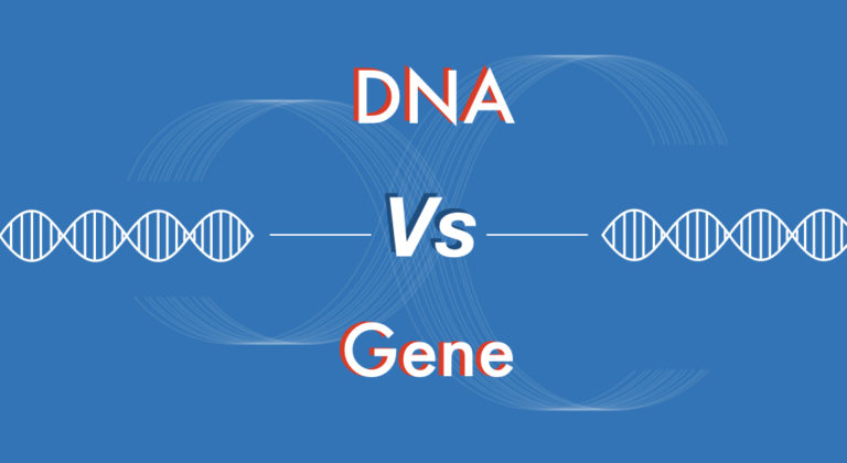 DNA vs Gene: A Comparison For Beginners