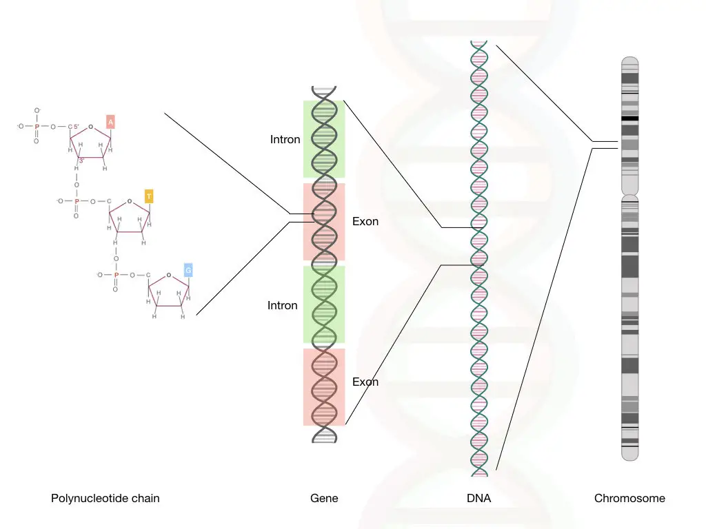 The location of genes on a chromosome.