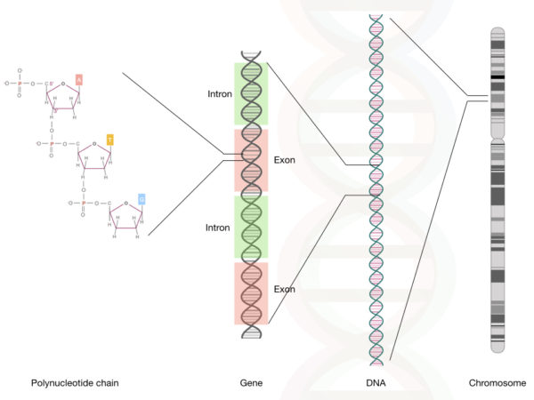 What is the importance of GC Content? – Genetic Education