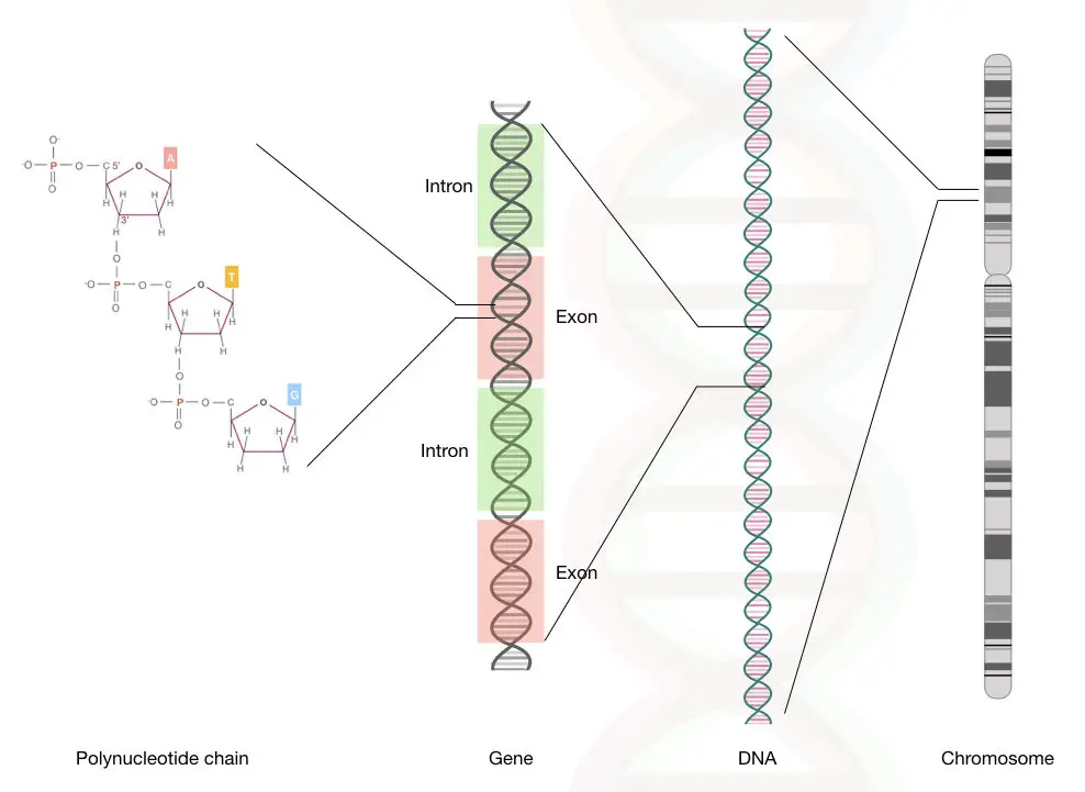 The location of genes on a chromosome.