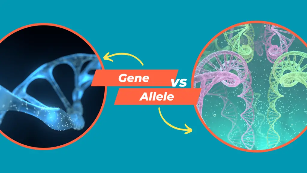 Gene vs allele