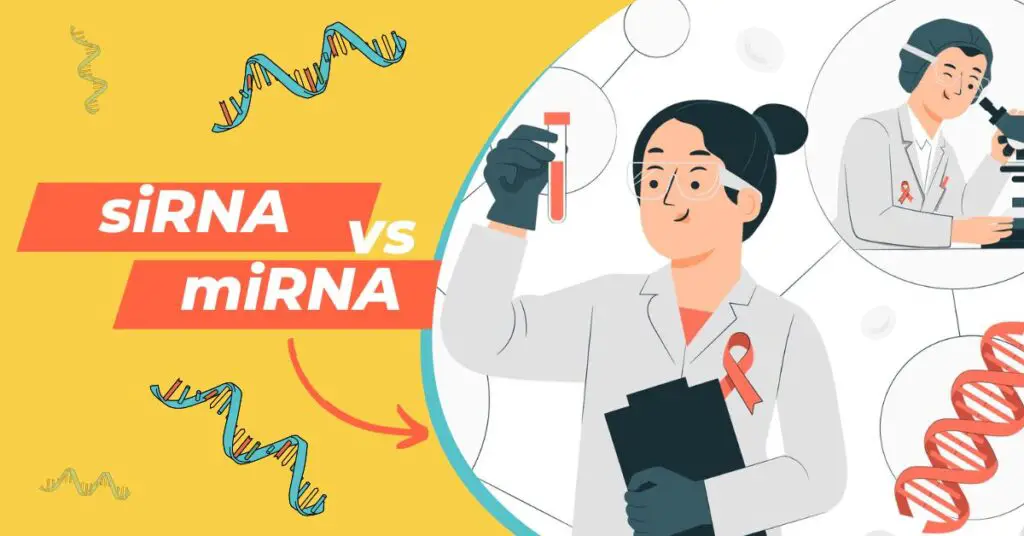 Differences between siRNA vs miRNA.