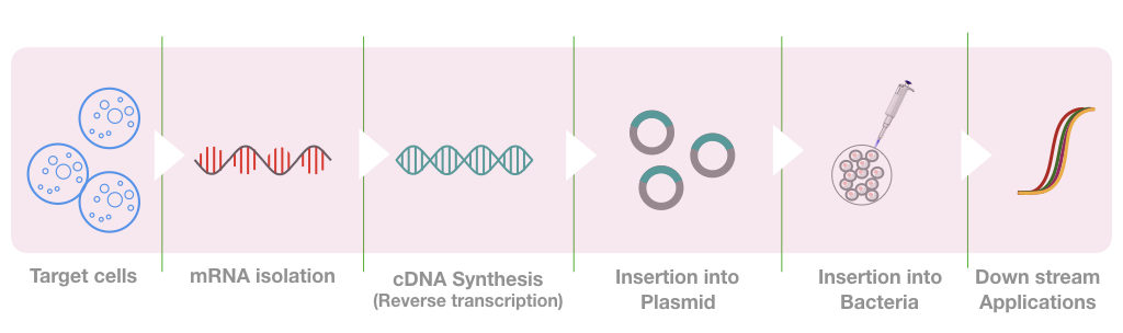 The graphical illustration of the process of cDNA synthesis and library preparation.