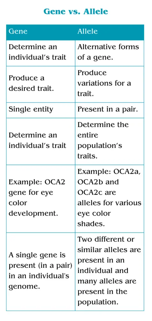 Differences between gene vs allele.